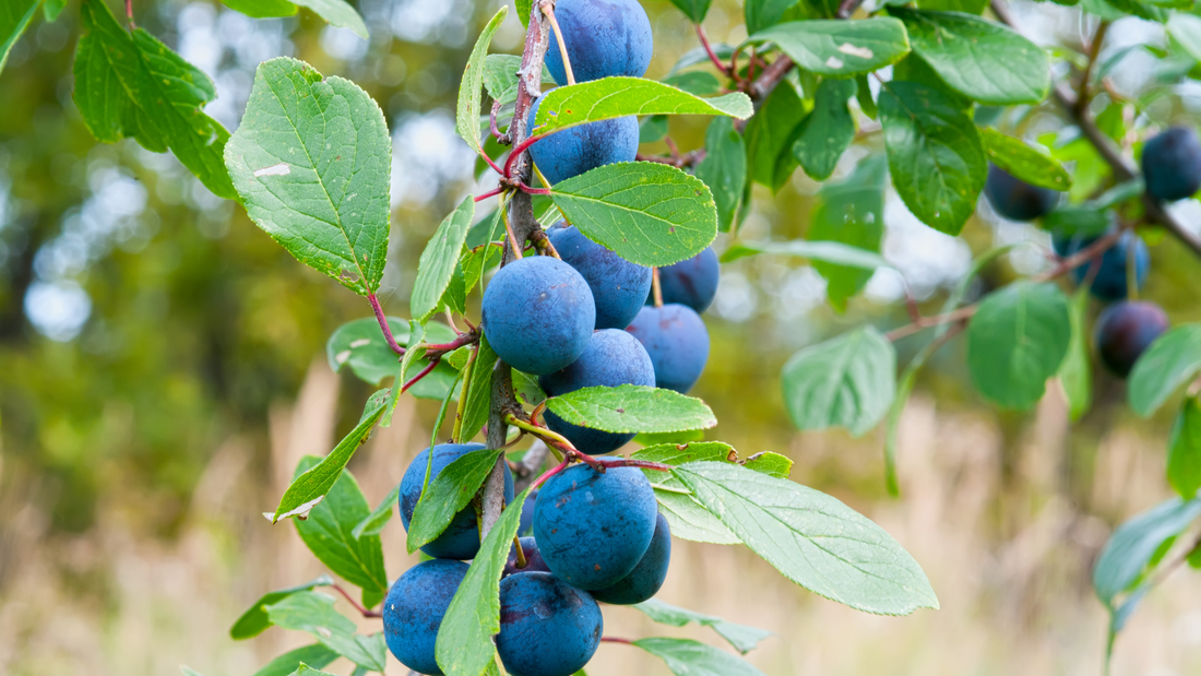 Cool, Crisp, and Wild: Sloe Kombucha Is the Warm-Weather Sloe Gin