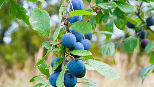 Cool, Crisp, and Wild: Sloe Kombucha Is the Warm-Weather Sloe Gin