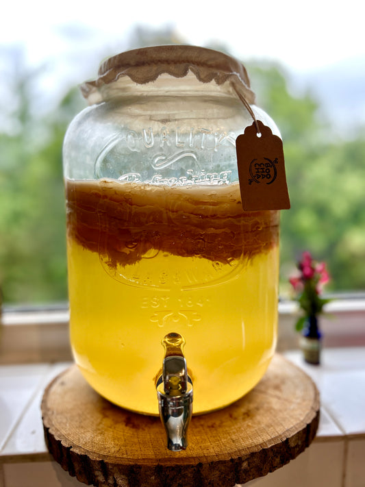 Photo of a giant 8 litre kombucha fermentation vessel with a giant scoby growin and a delicious fresh batch of natural and raw kombucha - boochacha