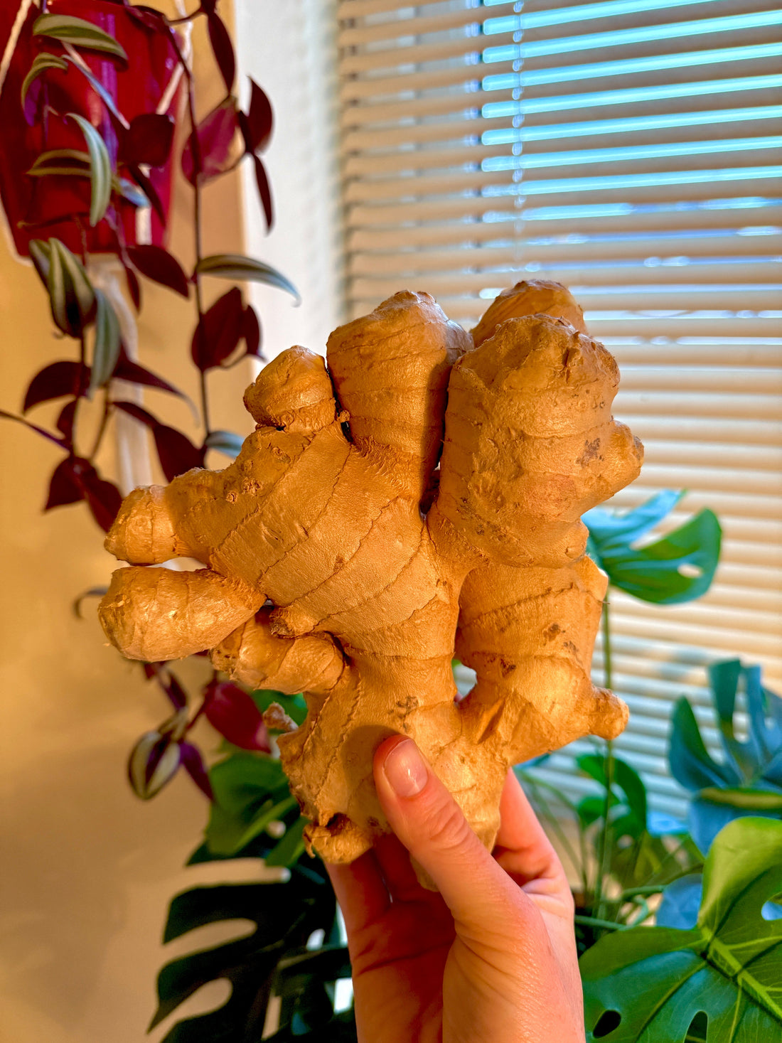 Kombucha vs Ginger Bug for Homemade Sodas